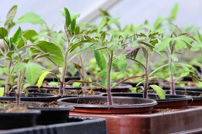 Tomatensetzlinge in Töpfen